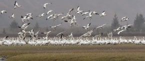 Migración primaveral de gansos de nieve