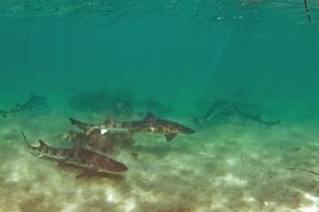 Snorkeling with Leopard Sharks at La Jolla