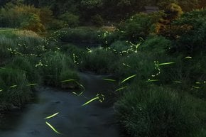 Synchronous Fireflies