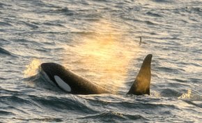Orca (Killer) Observation des baleines
