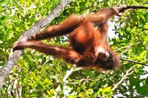 Observando a los orangotanos