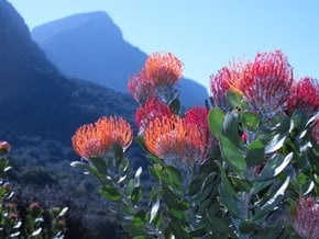 El florecimiento de Fynbos