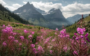 Flores silvestres en Parque Nacional de los Glaciares