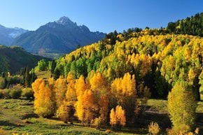 Herbstlaub in Colorado
