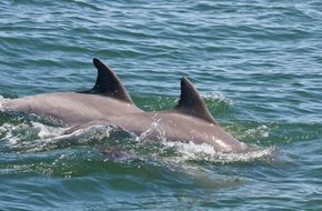 Delphinbeobachtung in Virginia Beach