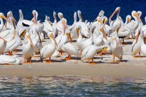 Weiße Pelikane