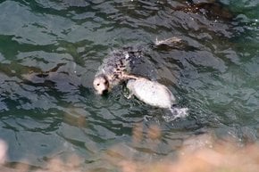 Atlantic Grey Seal Pups