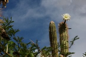 Cactus em Blooming