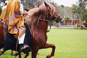 Competições de cavalos peruanos Paso