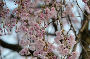 Flor de cereja em Michigan