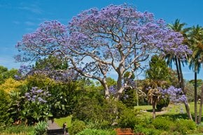 Árboles de Jacaranda en flor