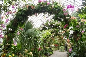 NYBG Orchid Show