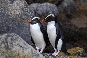Tawaki — o pinguim da floresta tropical