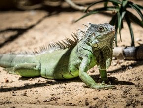 Camaleones y otros reptiles en Algarve