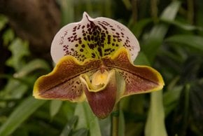 Lady Slipper Orchid for Christmas