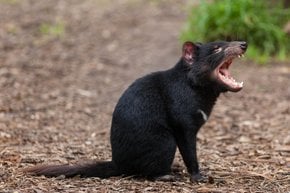 Diable tasmanien