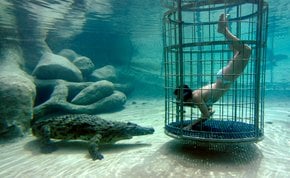 Plongée dans la cage de crocodiles