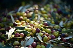 Olivenpflücken
