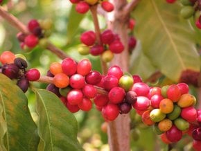 Kona Coffee Harvest