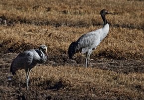 Black-Necked Cranes