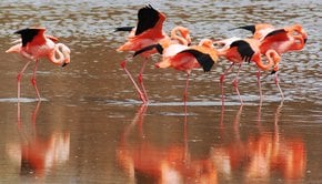 Galapagos Flamingos Danze di corteggiamento