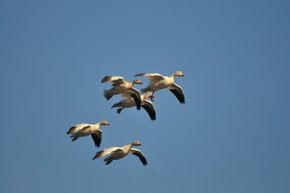 Snow Geese Fall Migration
