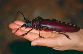 Escaravelho titã