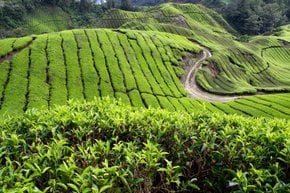 Plantaciones de té y té tirado