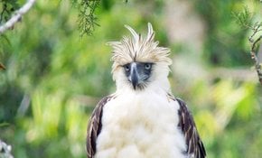 Águila filipina