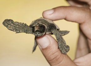 Meeresschildkröte Nesting und Hatching