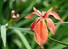 Iris della Louisiana