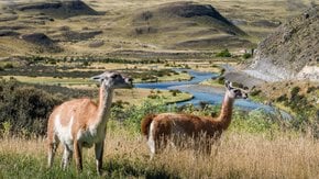 Espèces sauvages de la Patagonie