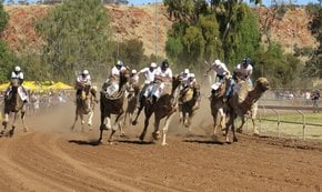 Alice Springs Taça de Camel