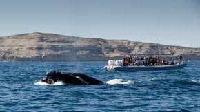 Southern Right Whale Watching