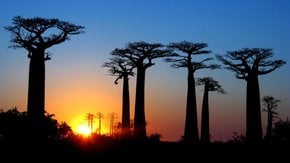 Die Allee der Baobabs