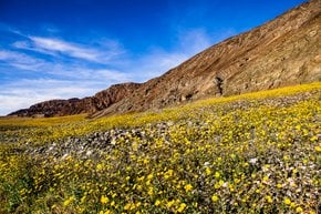Death Valley Super Bloom