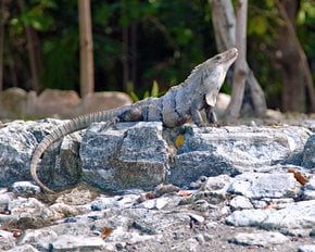 Iguanas at El Rey Ruins