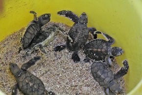 Le tartarughe di incubazione