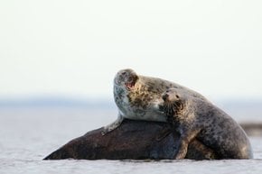 Seal Watching