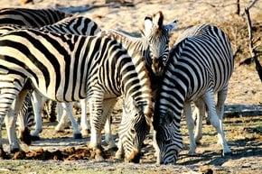 Afrikanische Zebras