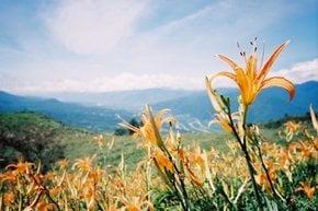 Flor de Hemerocallis