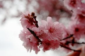 Flor de cereja em Portland