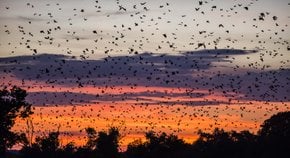 Migration des chauves-souris