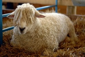 Maryland Ovelhas e Festival de Lã