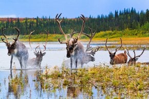 Migração de Outono de Caribous