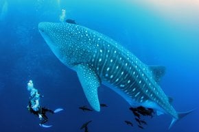 Nadando com tubarões baleia