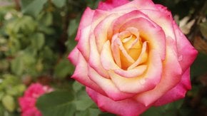 Jardin des roses d'El Paso