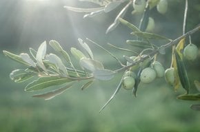 Olive Harvest  