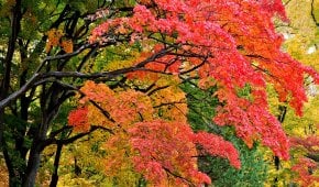 Foliages d'automne