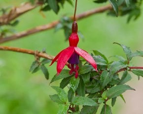 Flor de Fuchsia
